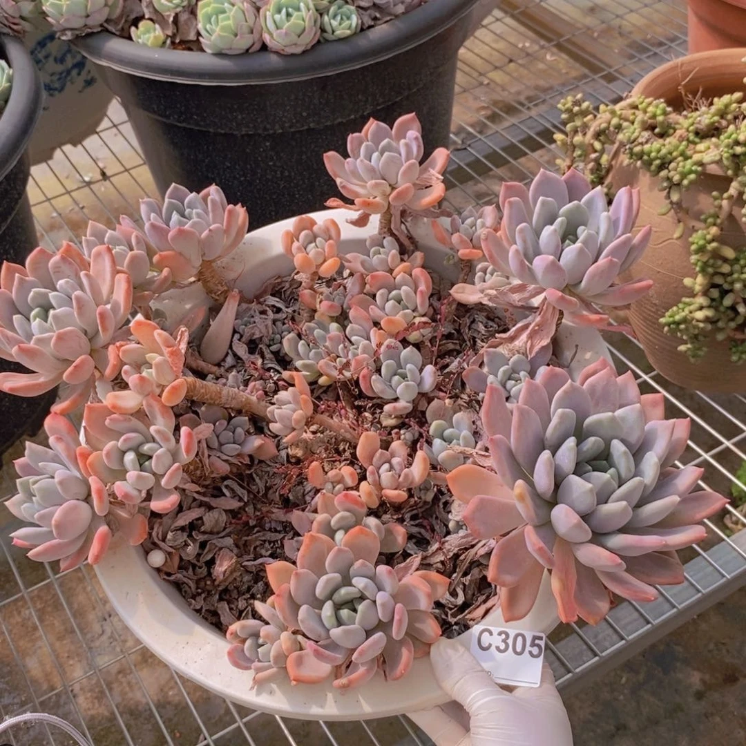 305胖美人群一物一拍