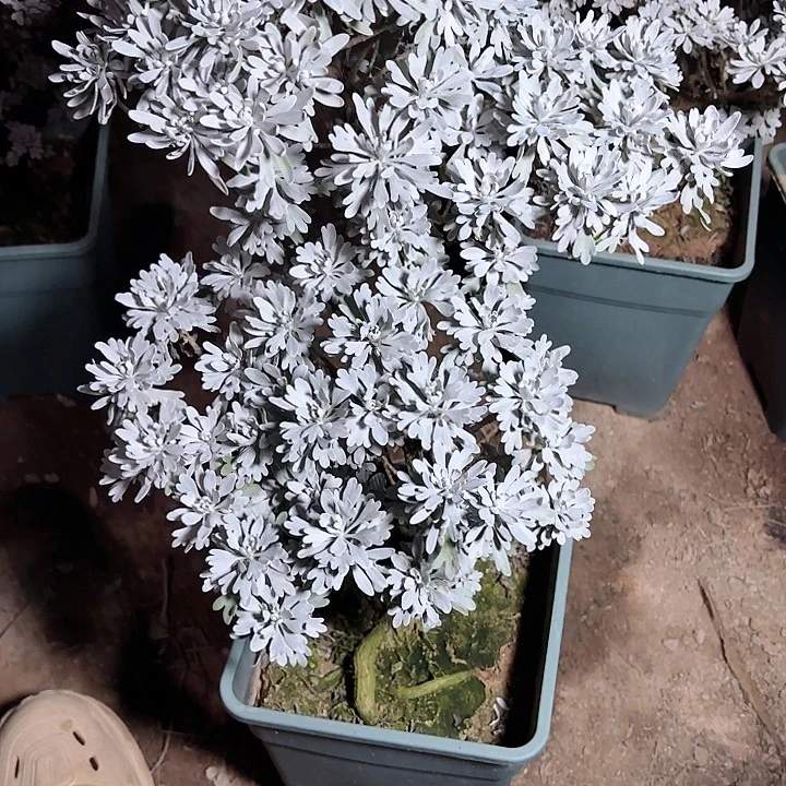 坚***强无花朵带土球发货