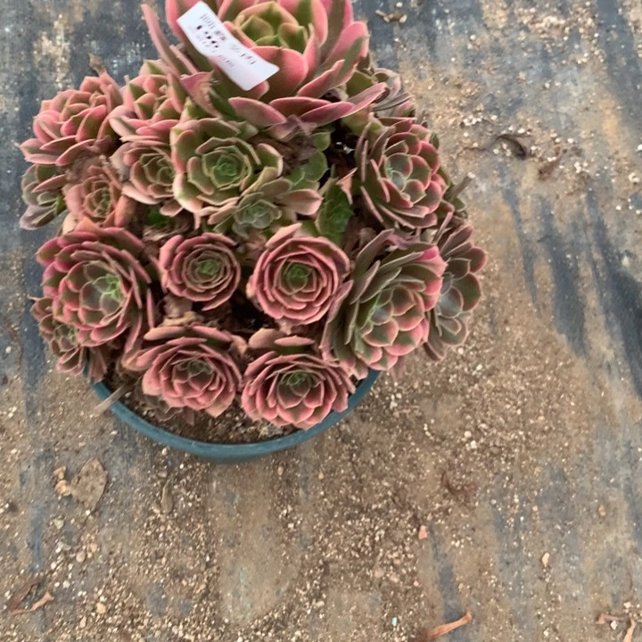 196香妃多肉特价不售后