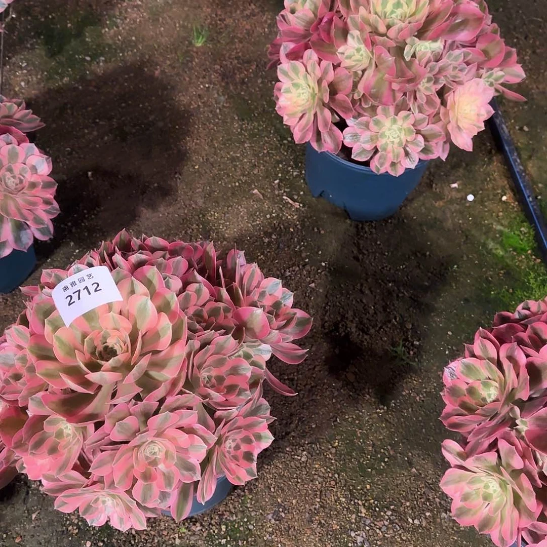 多肉植物粉女郎2712