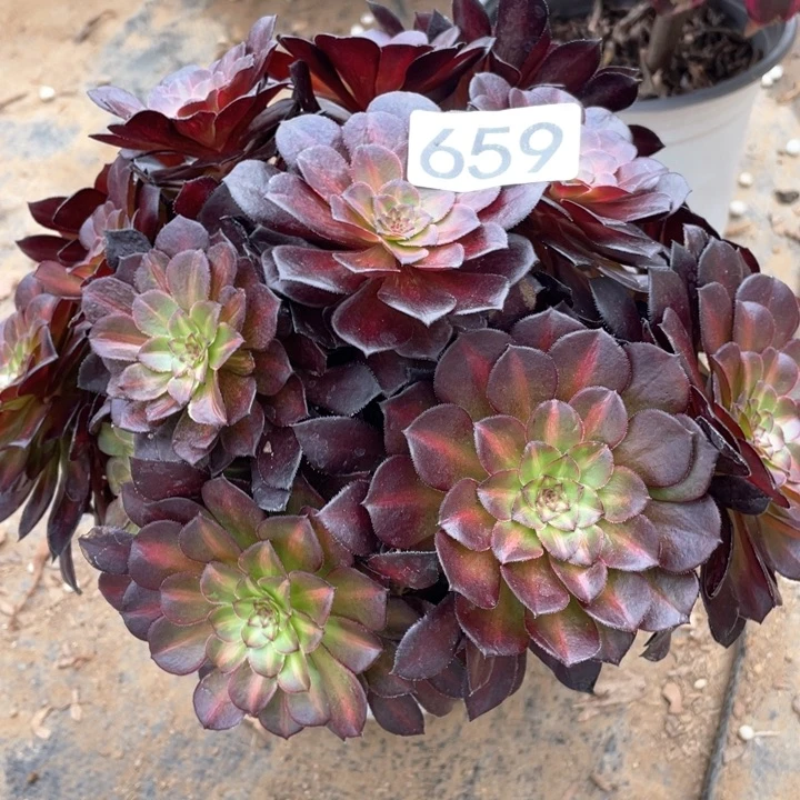 659多肉植物黑铜中斑