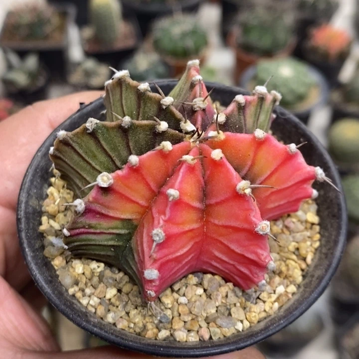 实生肋骨锦特价福利