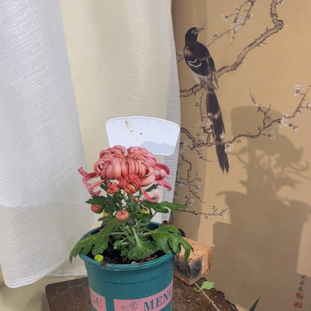 无花朵B8888888888