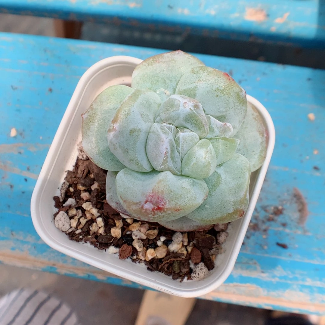 58包邮  群生不包整 石化冰玉26