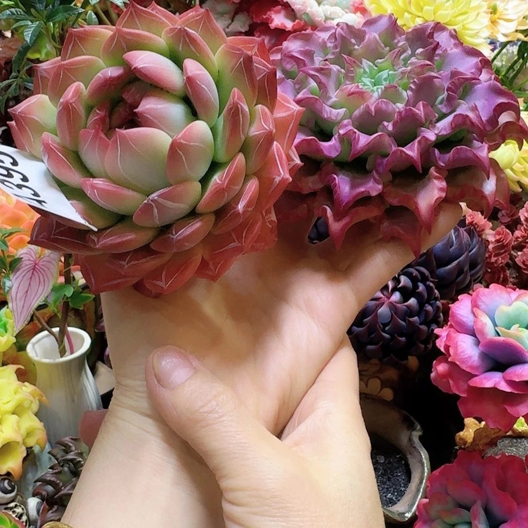 *****我是苏苏风复古把hh