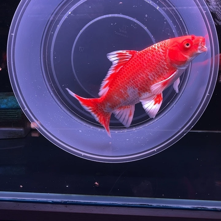 金****海水鱼精品红色普身蝴蝶鲤鱼