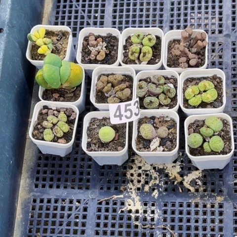 453肉缀小盆一物一图如图