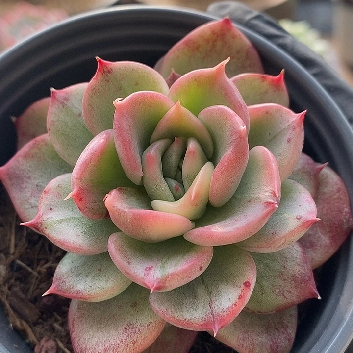 弗罗瑞安娜锦多肉植物