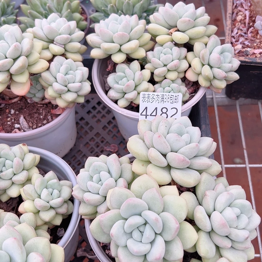 喀***社无花朵多肉一物一拍植物4482