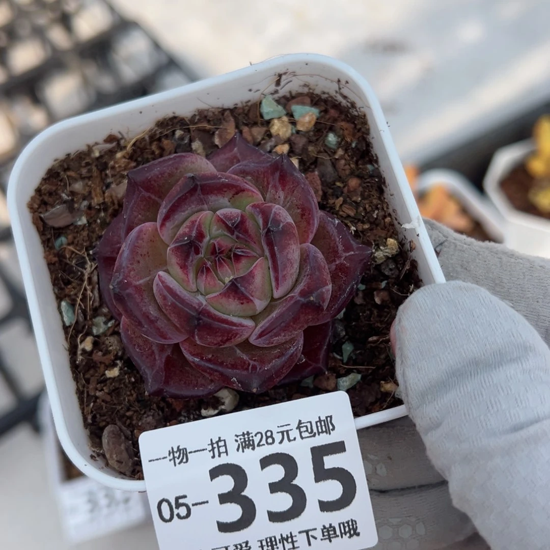 黑武士多肉多肉多肉