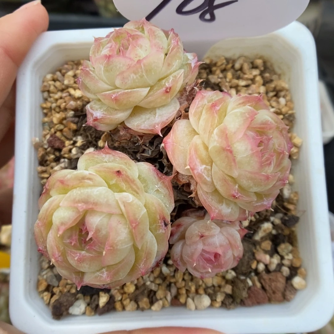蔷薇珍妮群生768号