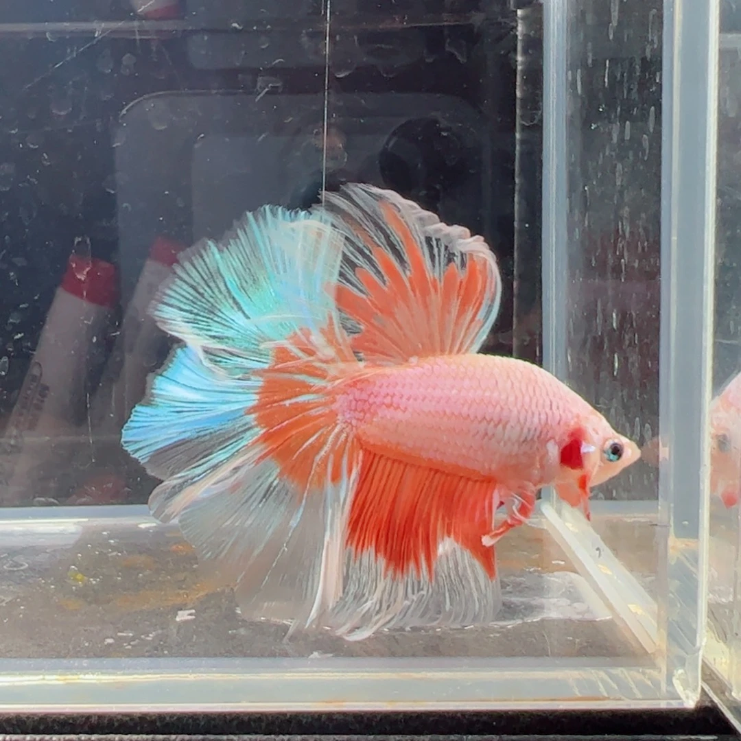 斗鱼浅色仙仙裙特殊尾