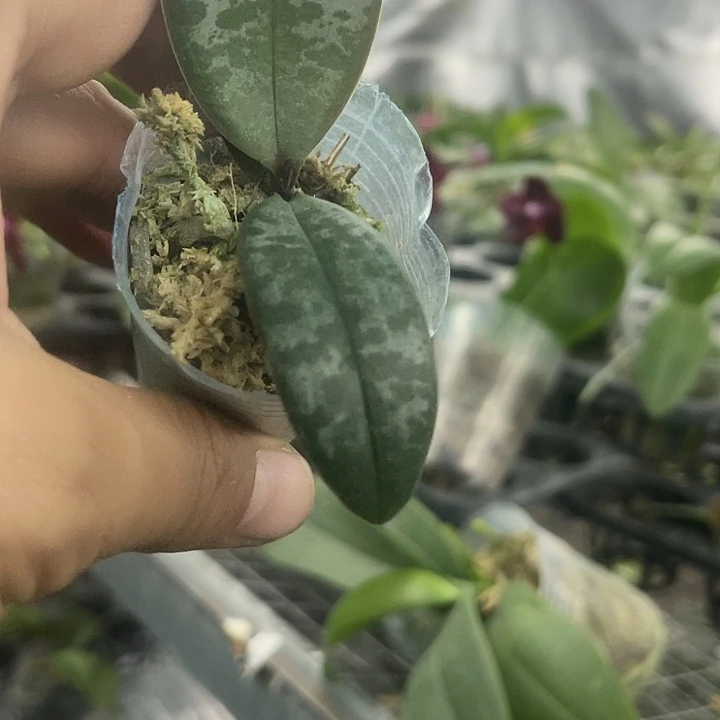 当前无花栽培后可以开花西雷利1.7苗678