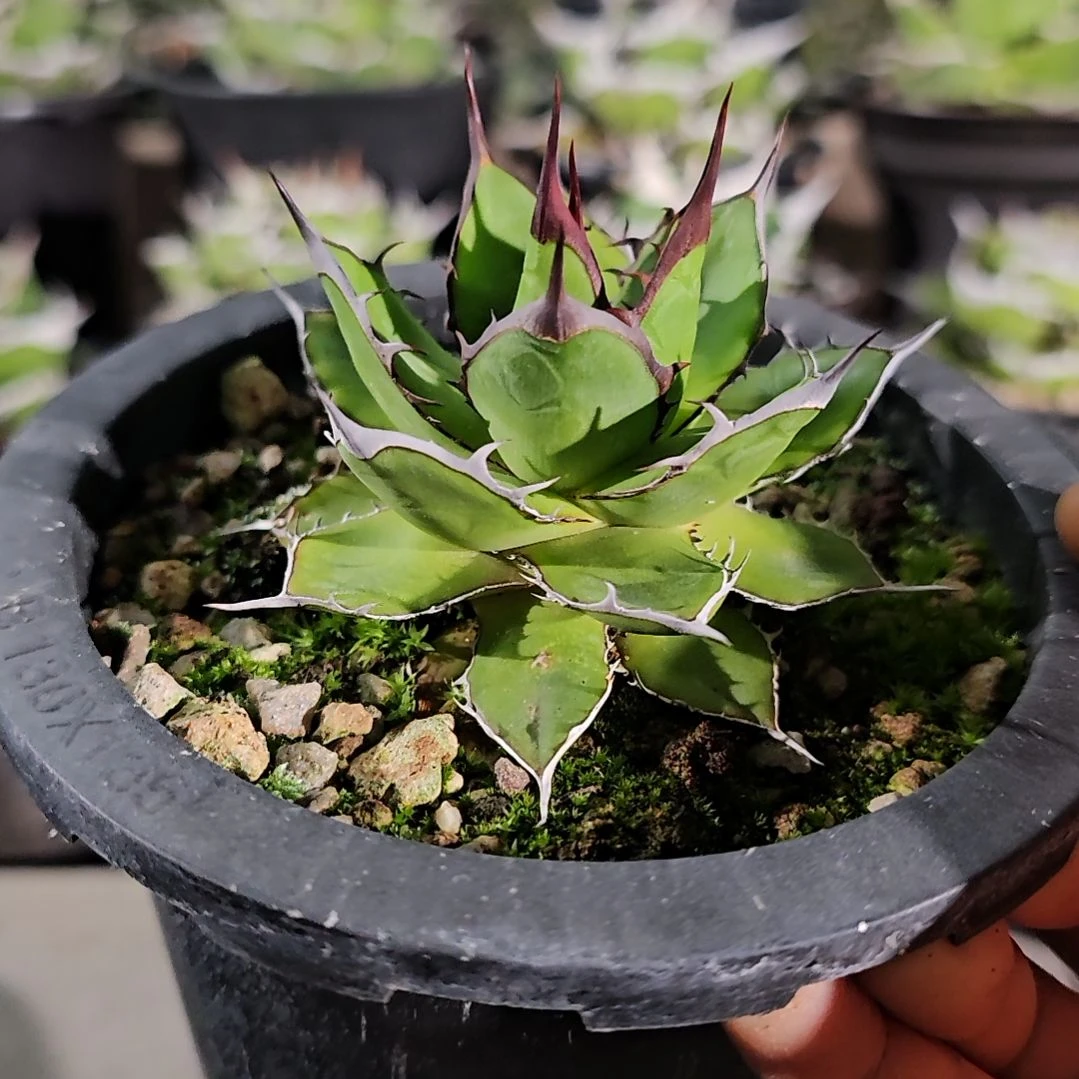 霍利达优选个体  7折后价