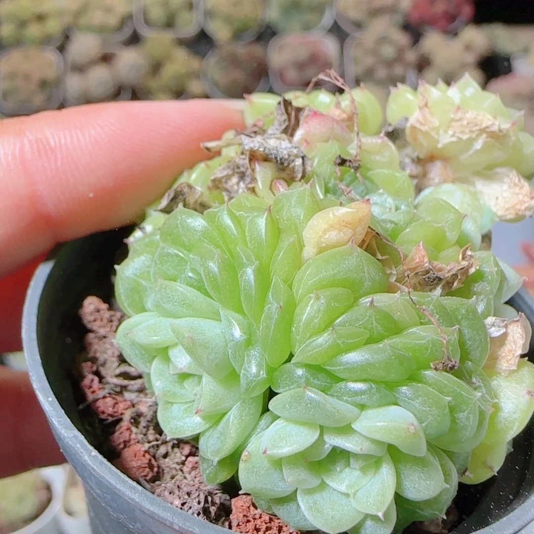 花语逸镜1116-522散