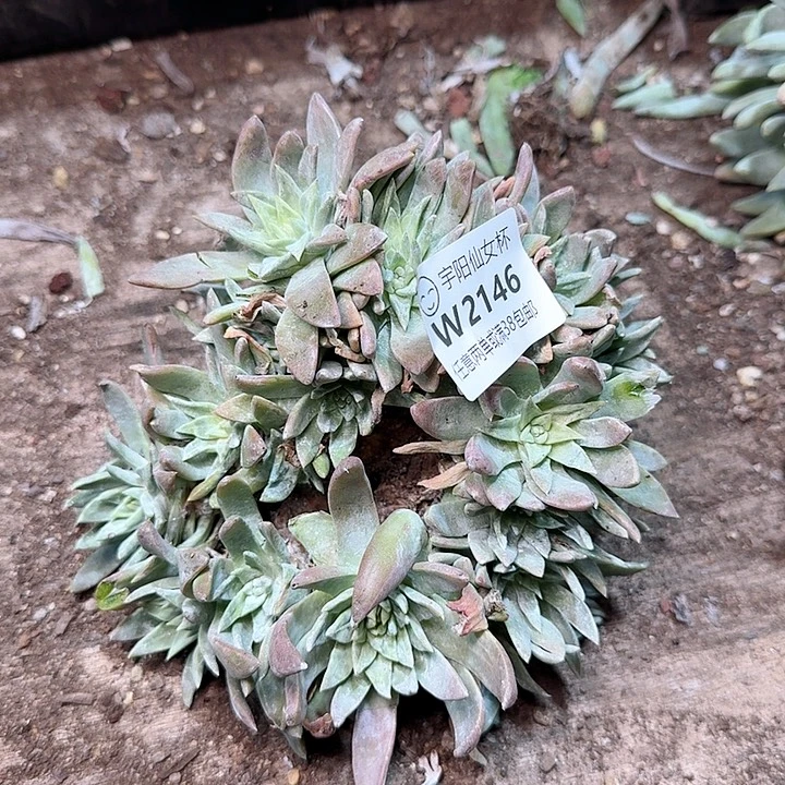 2146瑕疵泡芙白菊多肉