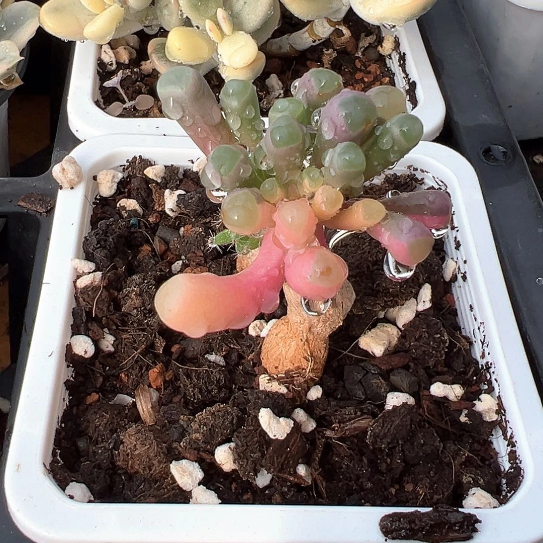 五十铃玉锦嫁接 小方花圃一物一拍