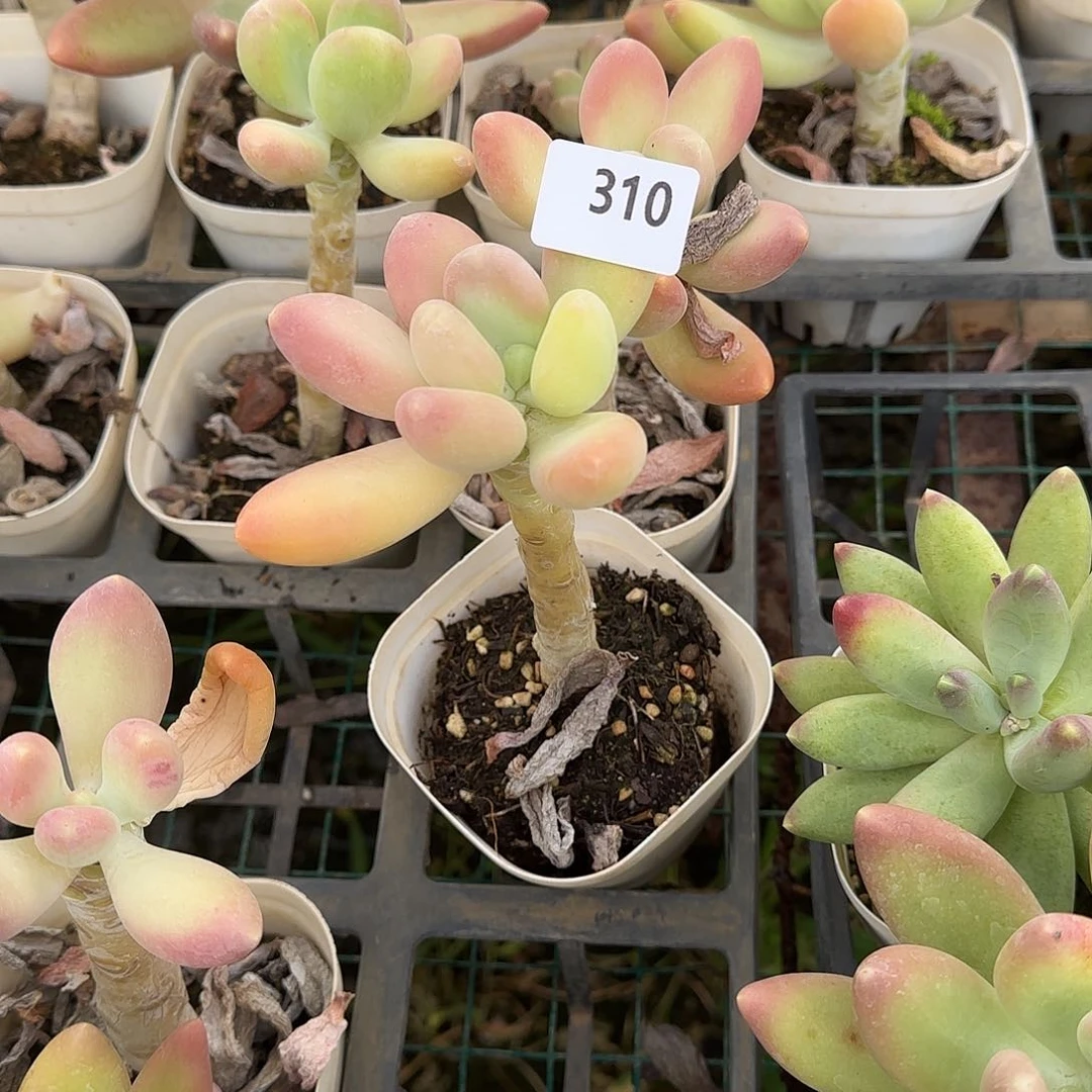 向**园310号 一物一拍