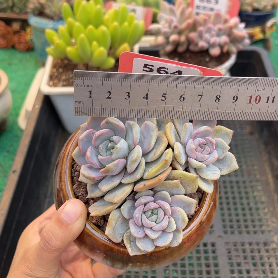 表妹精品多肉植物564.