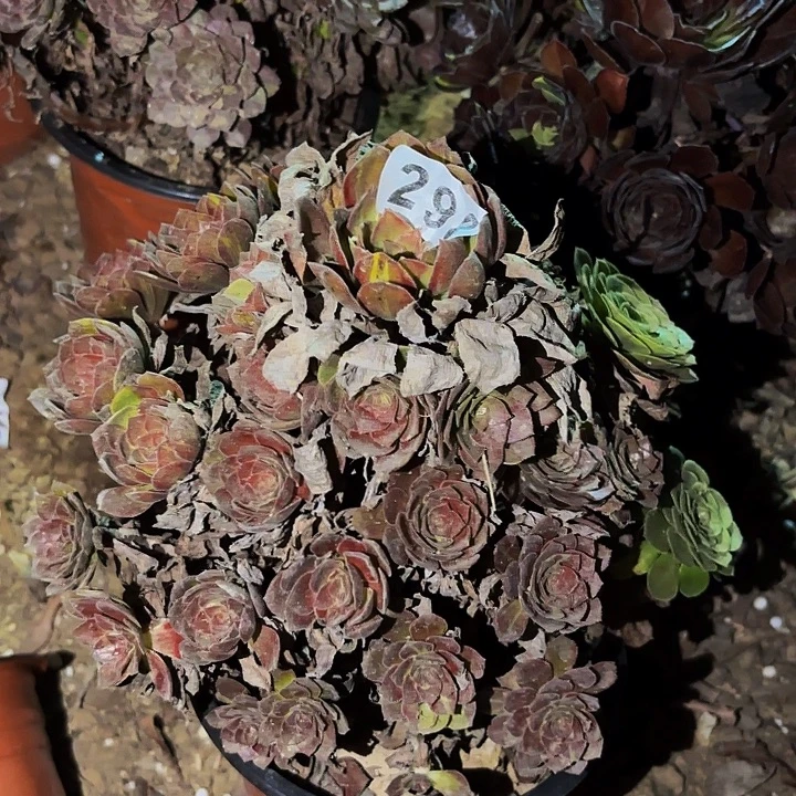 298男爵多肉植物不售后