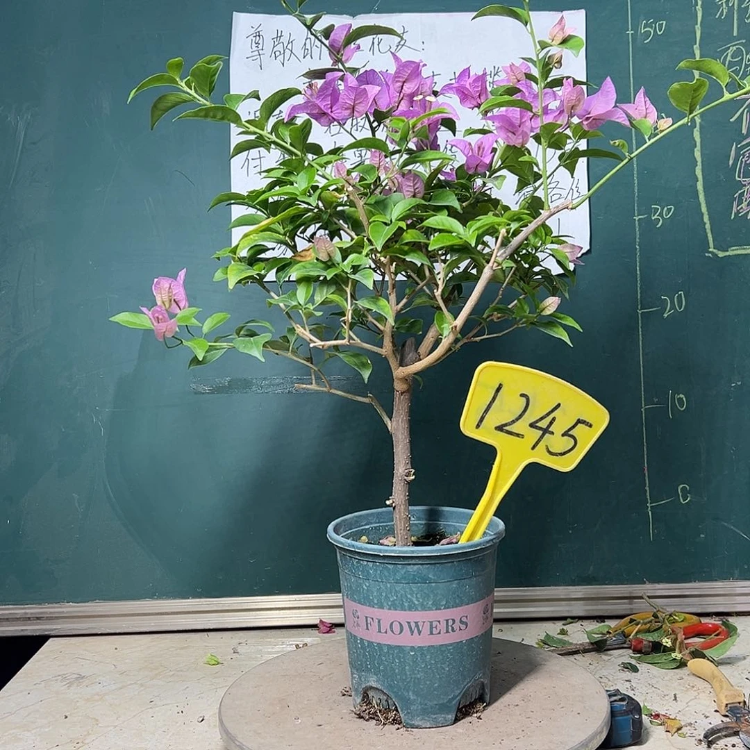 完全开放巴西紫1245