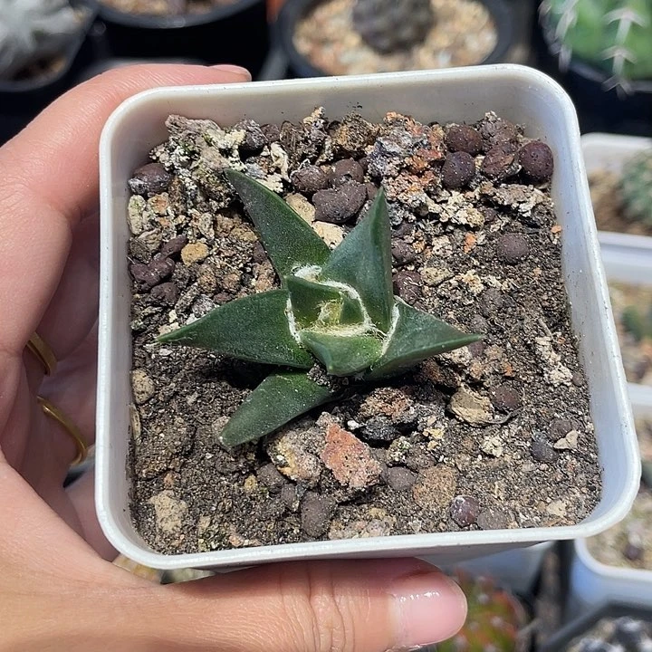 实生龙牙牡丹仙人球一颗