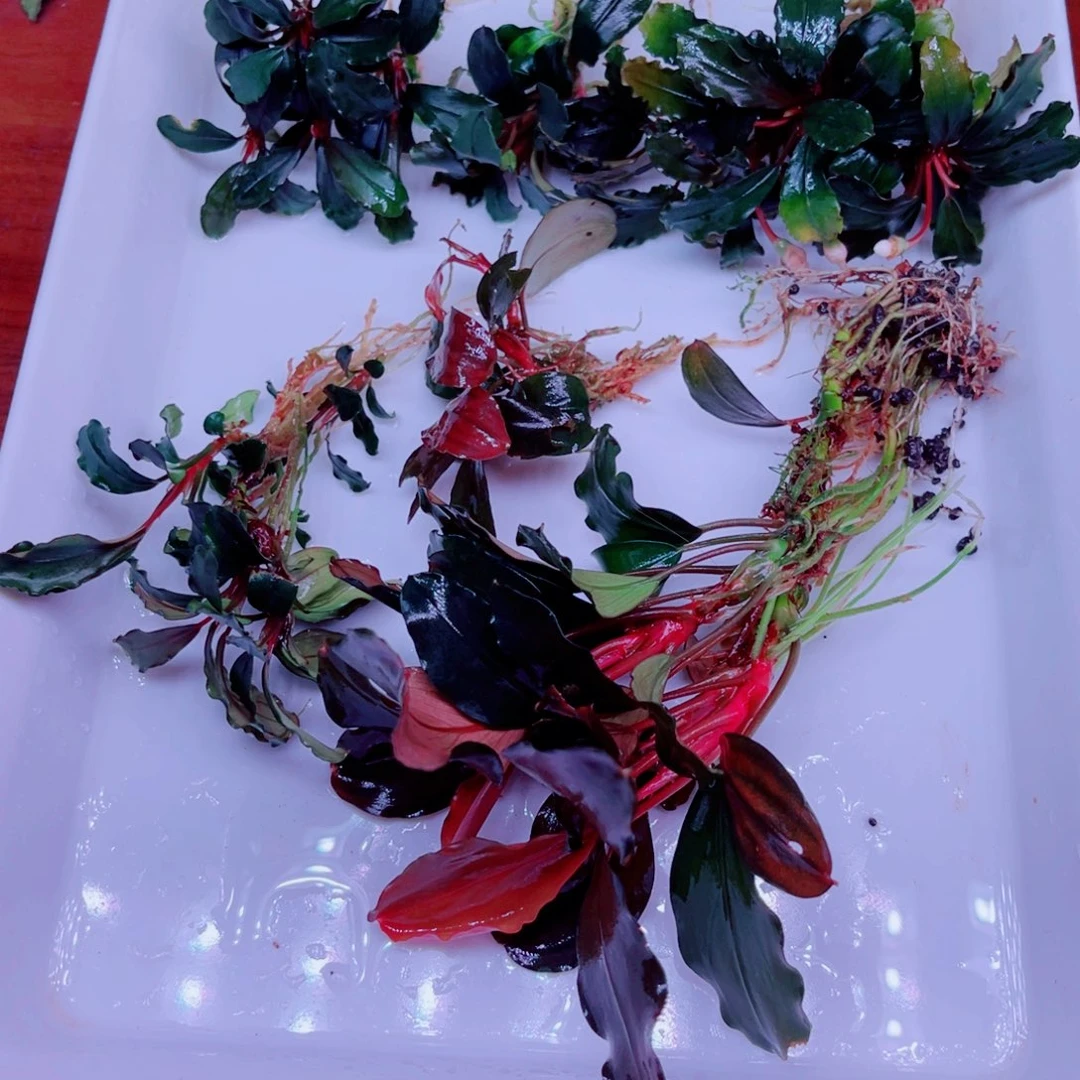 美小呆哇塞套餐一份