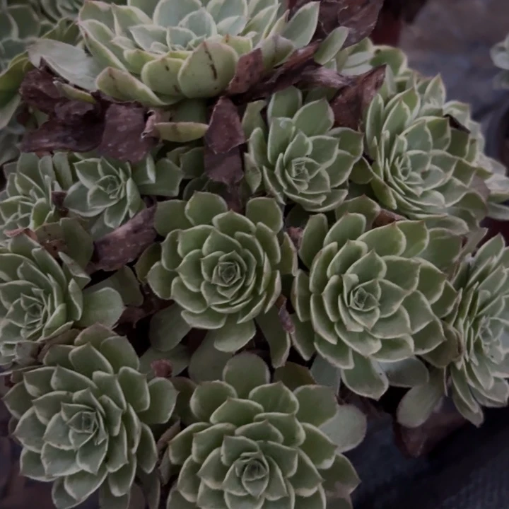 量拍一颗歪莲花座法师