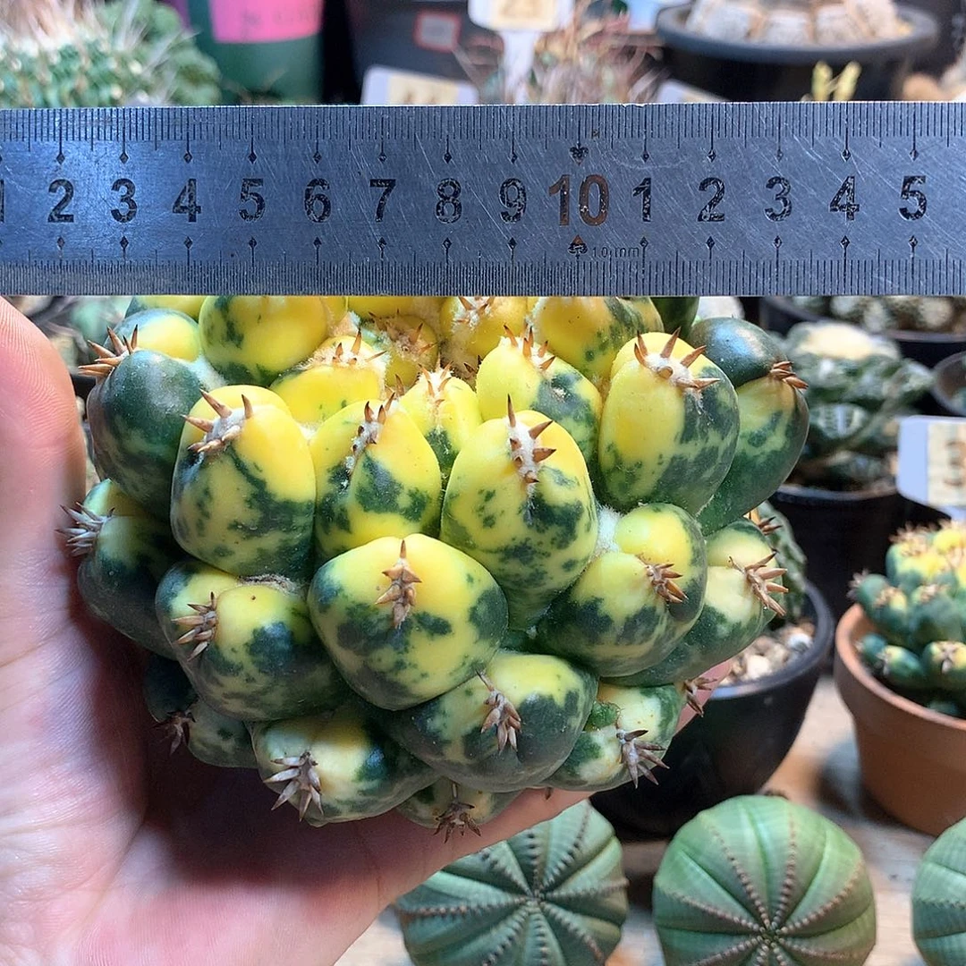 大獠牙锦没根