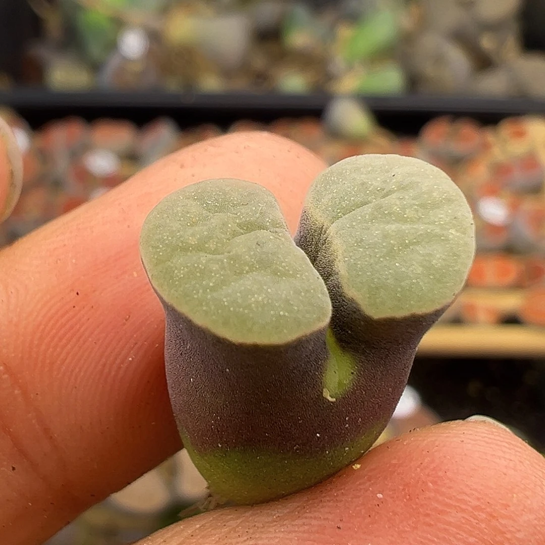 1618雪花磁铁清货价格不作ban'lan