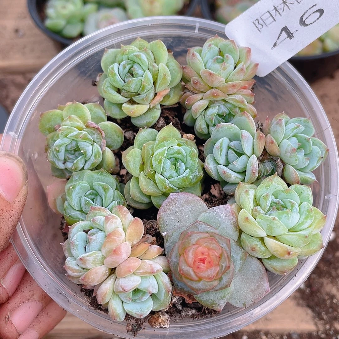 多肉植物多肉植物461