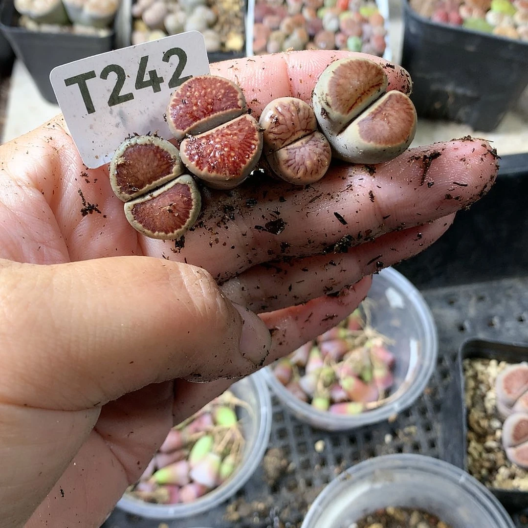 v****eT242多肉植物保护研究所