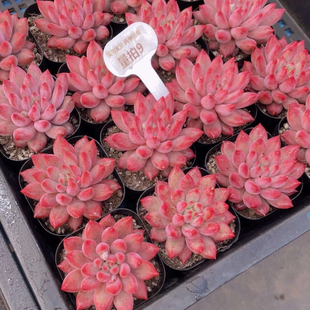 量拍9号虞美人全状态单头一个