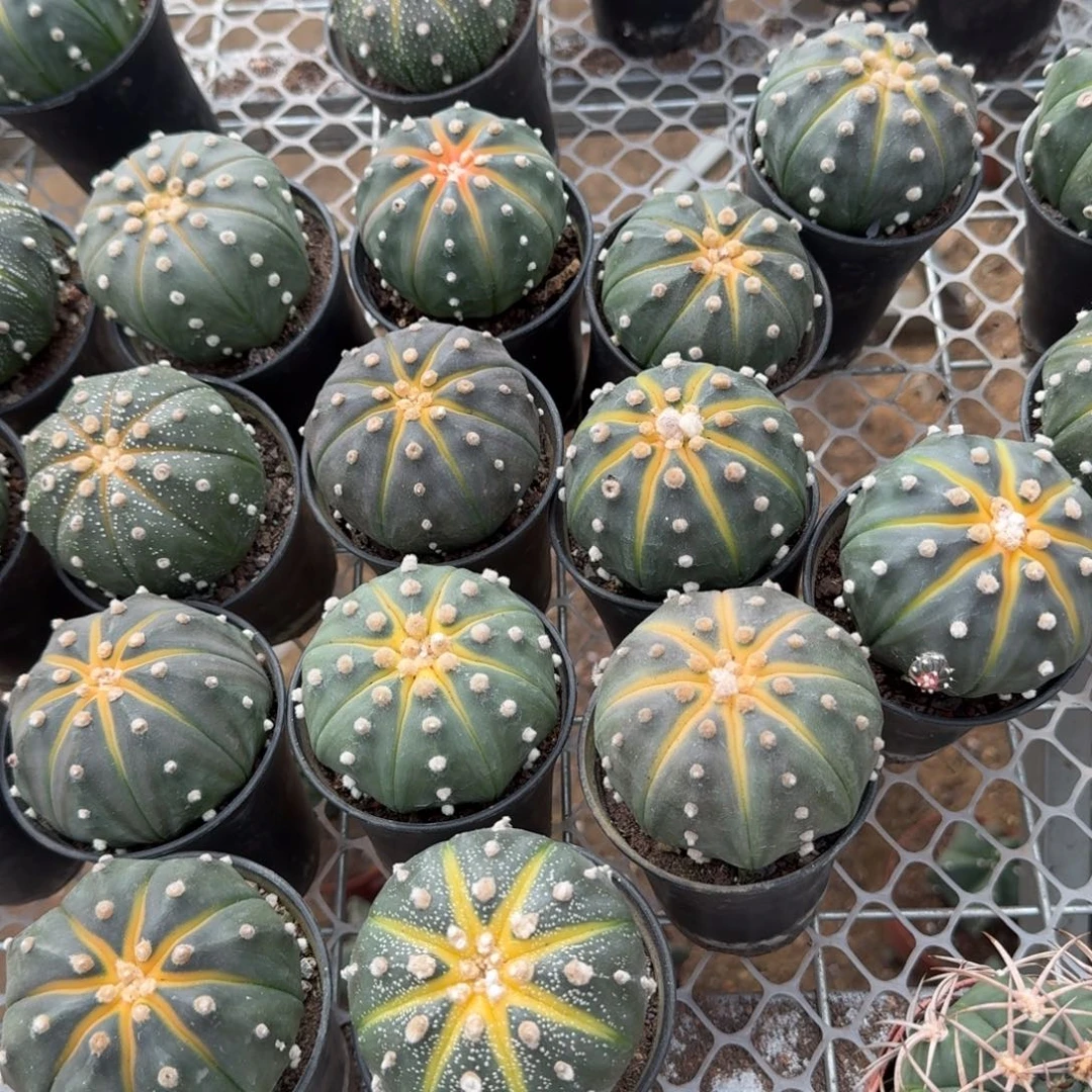 黄金兜 随机一棵。