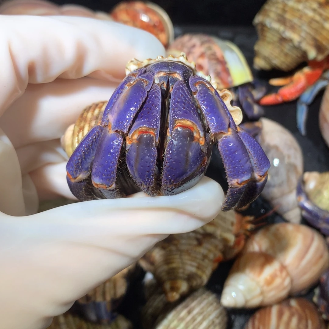 3.4通体紫大紫陆不退不换