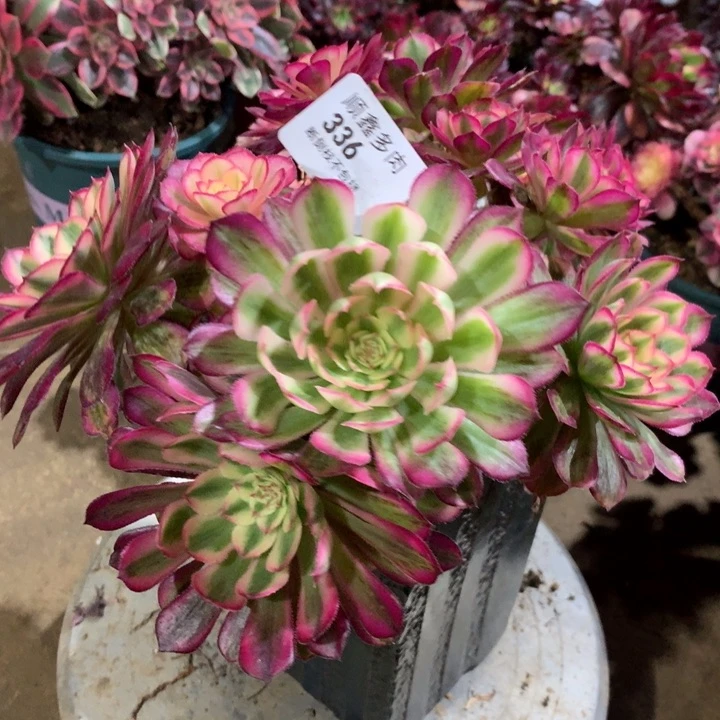 翔*336白月光多肉植物