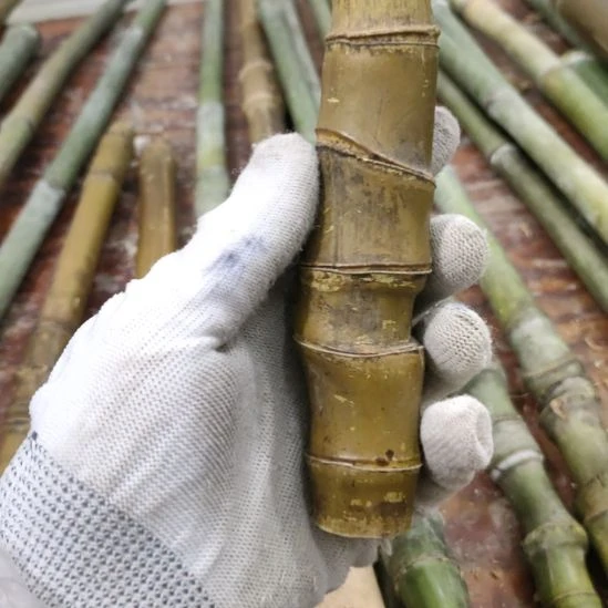 可***医实心玉竹手把件金条料