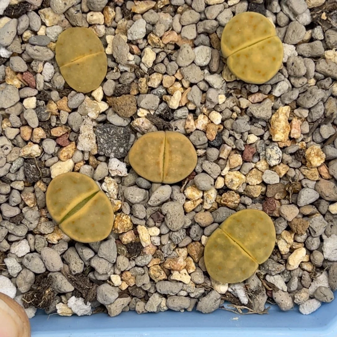 7599绿神笛5颗尺寸1.1