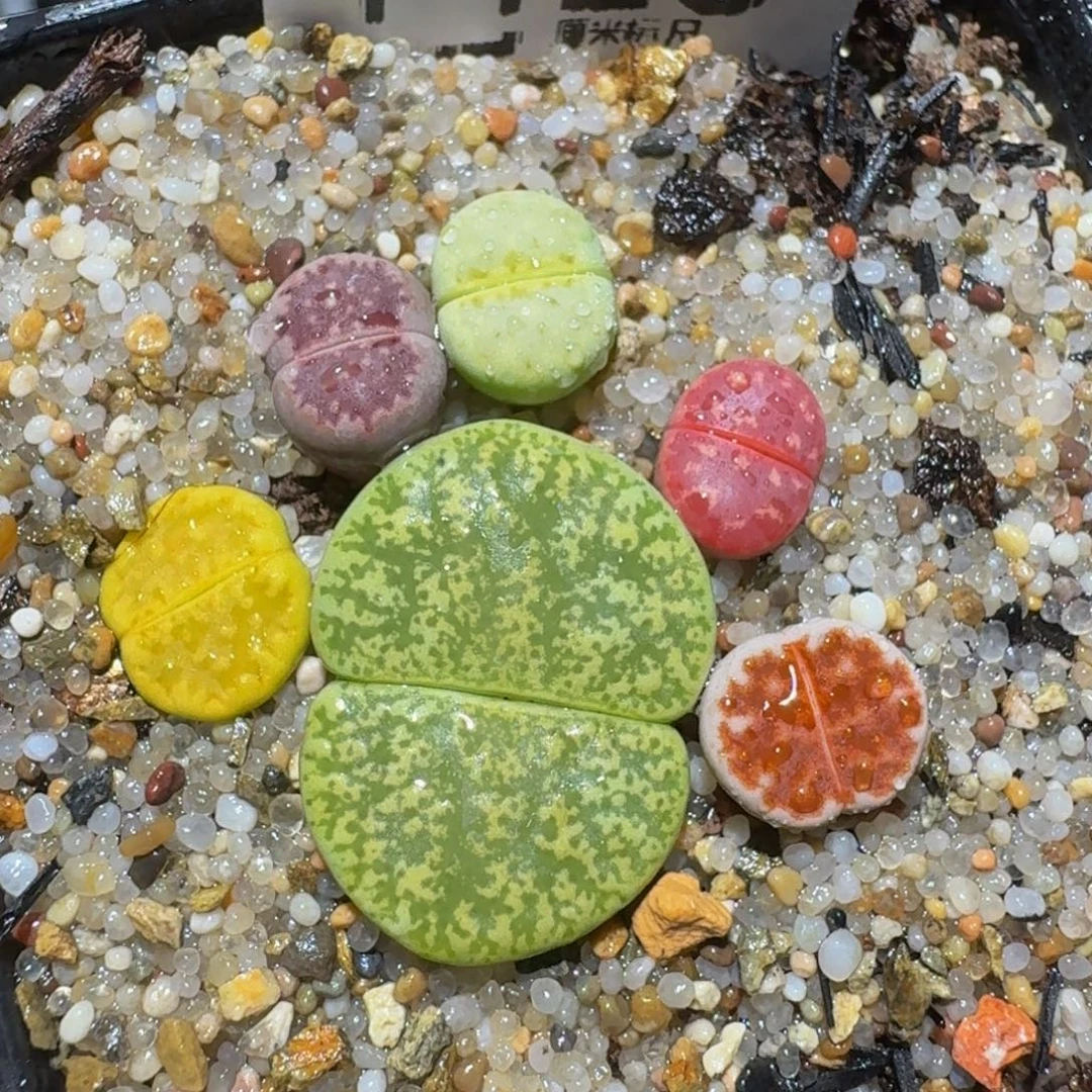 水***果zzzzz精品生石花1425