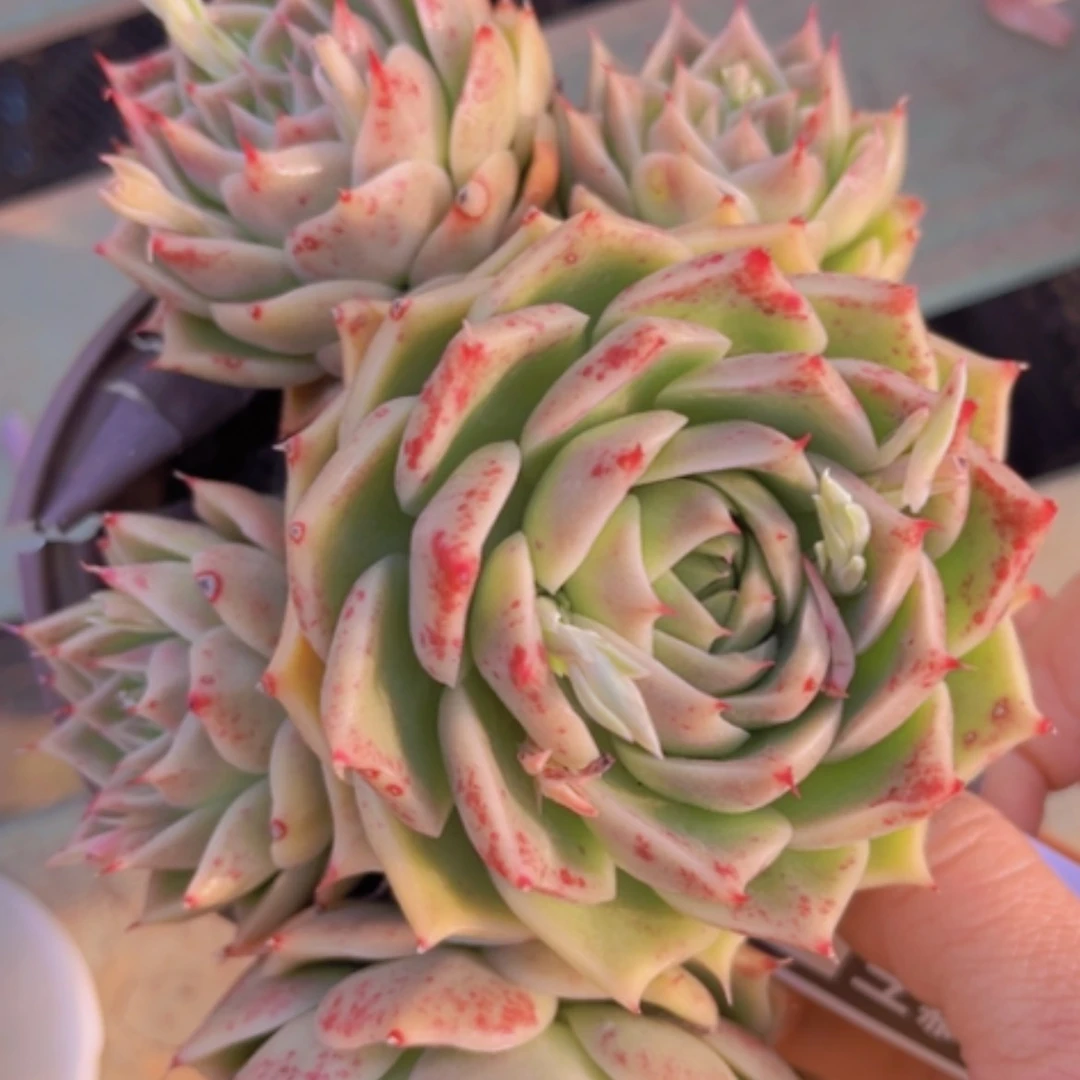 【闪购商品】海胆麦秆13169