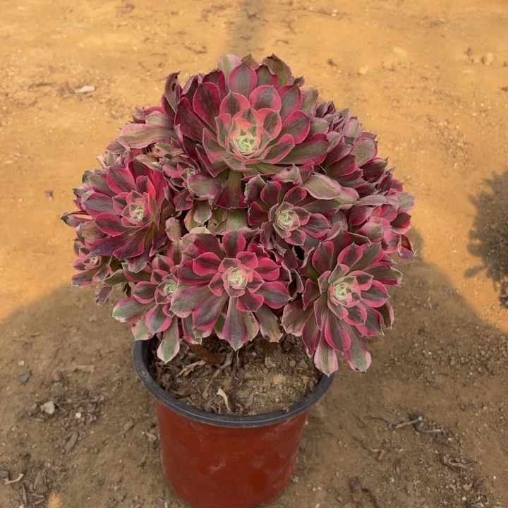 多肉植物法师女妖13