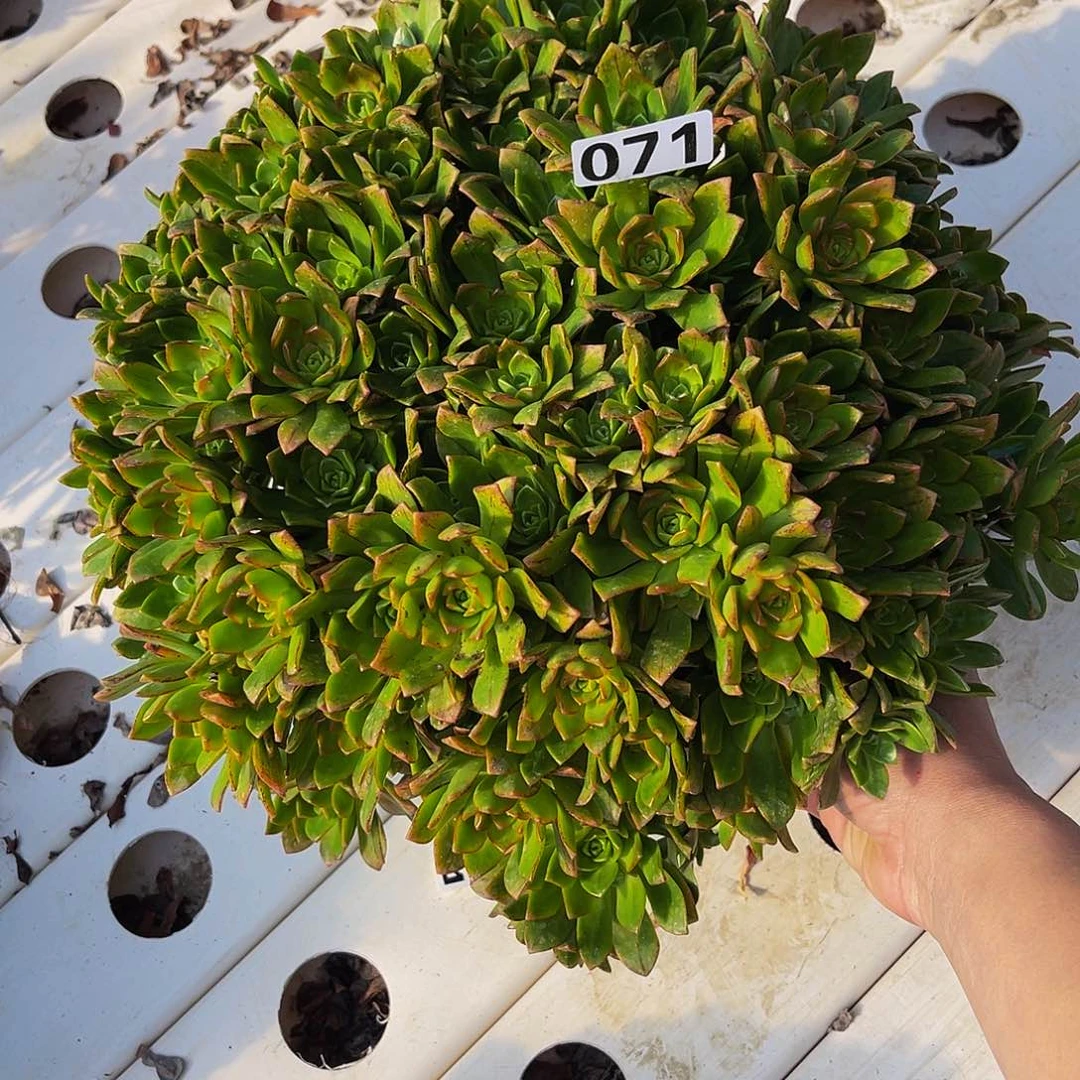 法师法师7-51包邮法师