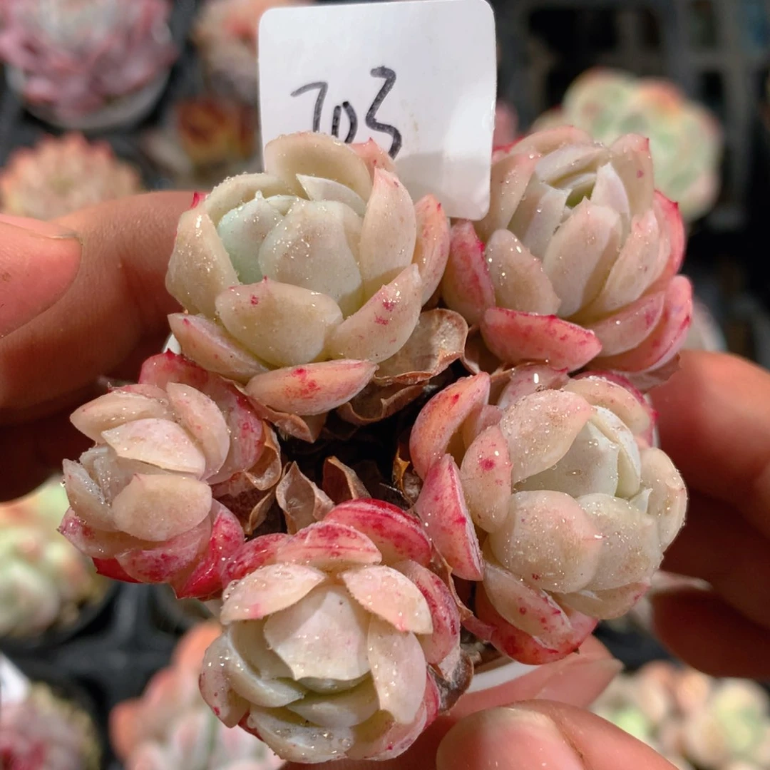 5CM拇指盆精控多肉YT703