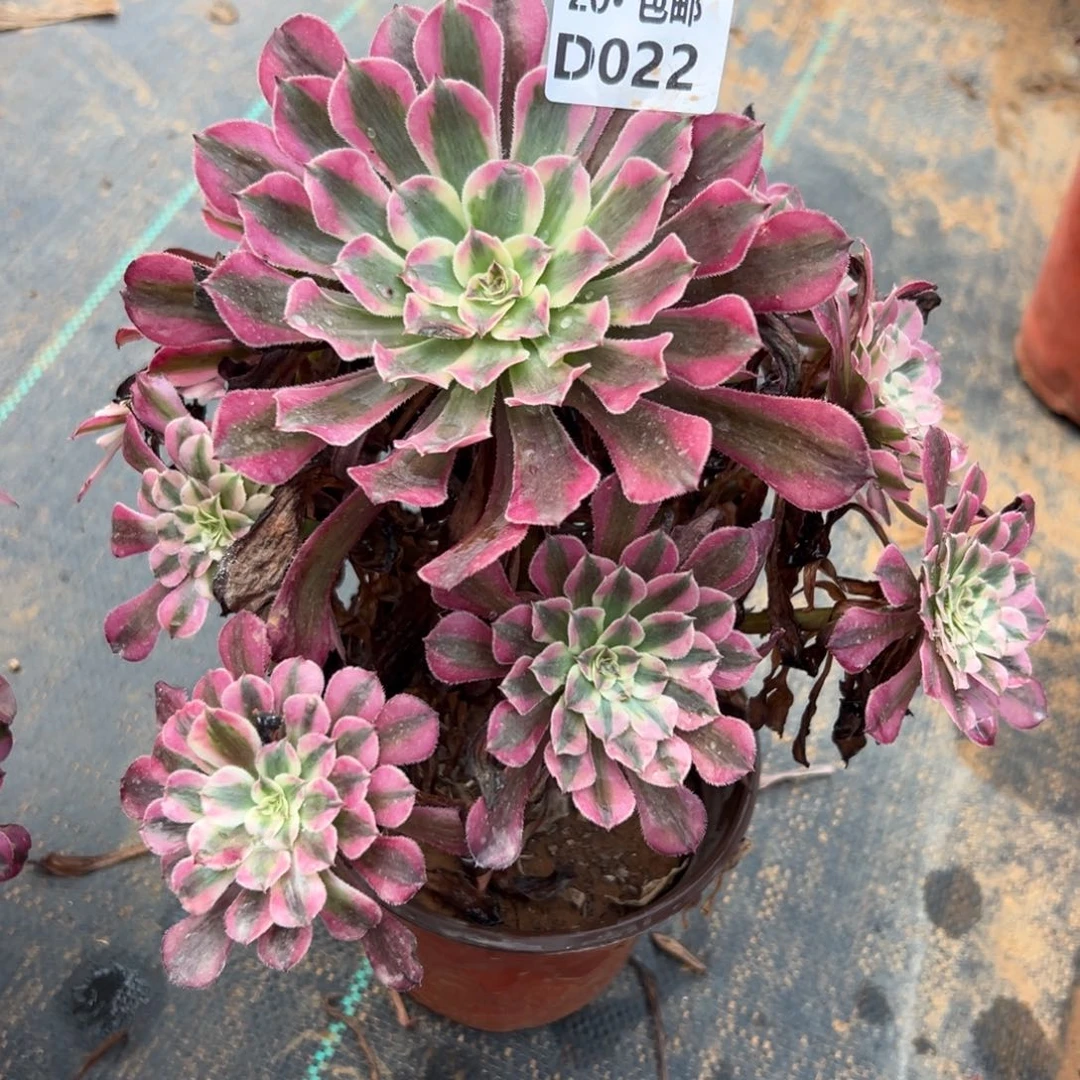 022红铜白，满20包邮