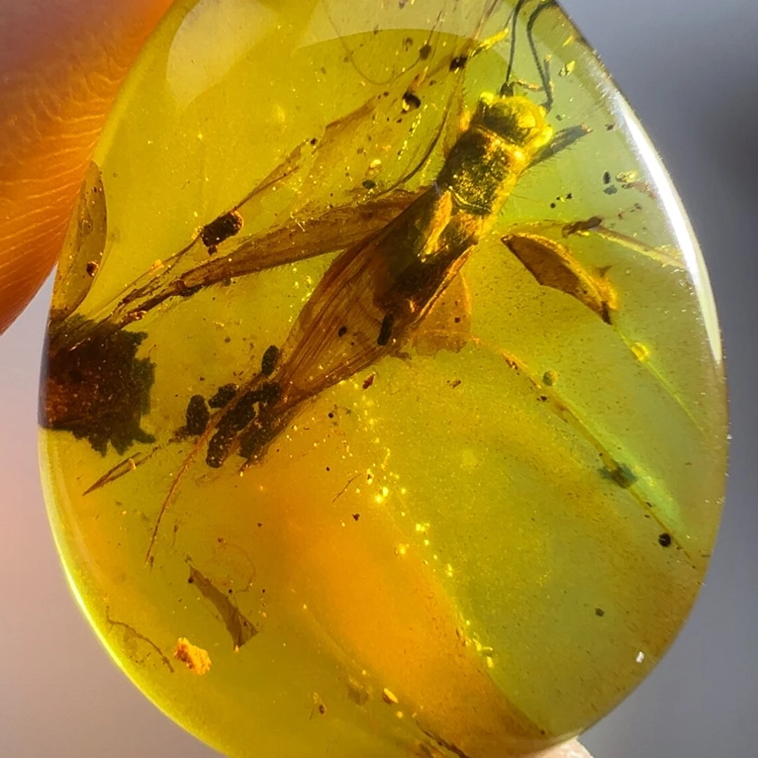 未镶嵌琥珀裸石琥珀虫珀蟋蟀吊坠