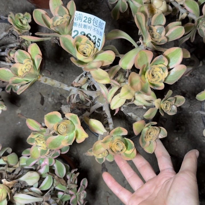 22635南燕子多肉植物