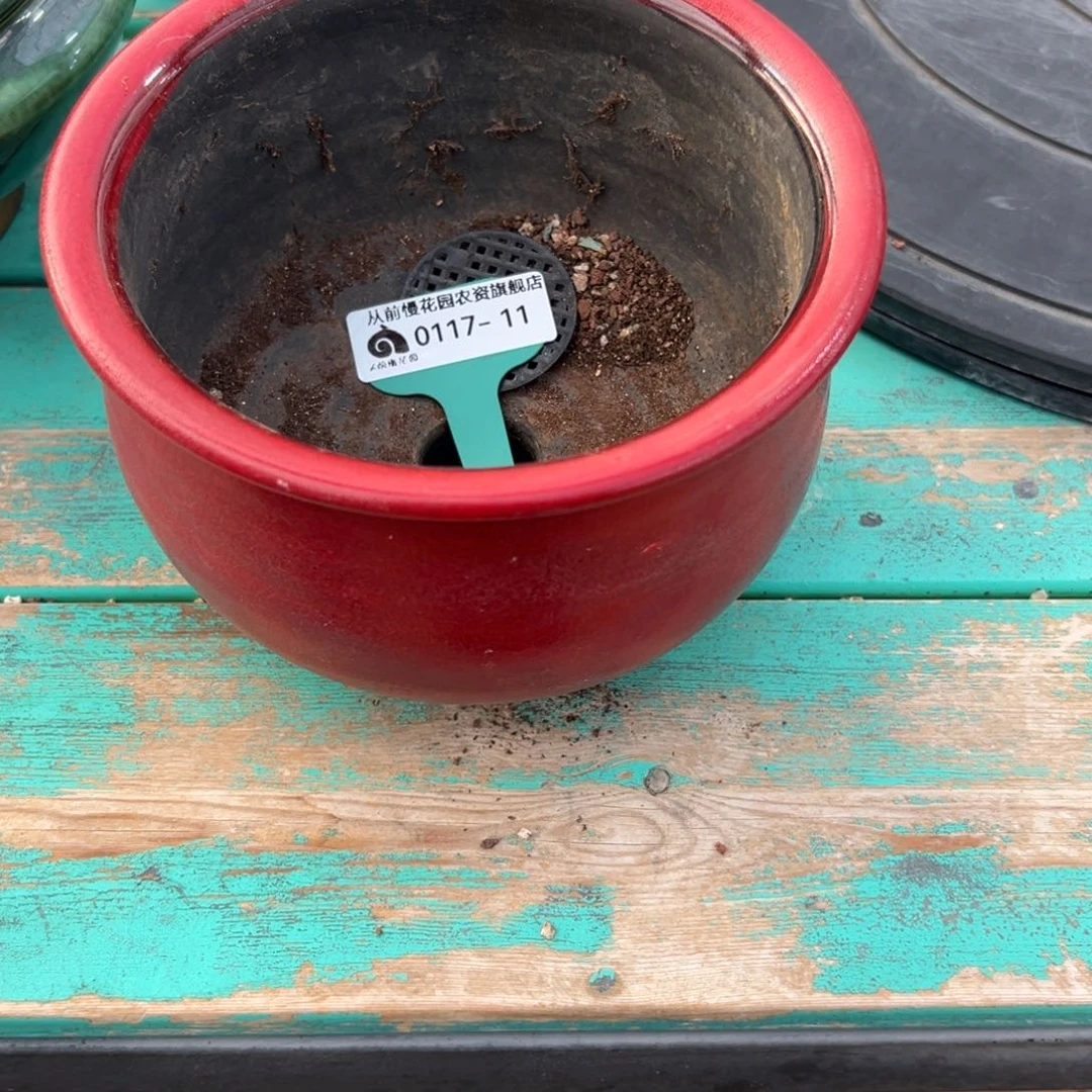 多***多多肉精选编号0117.11