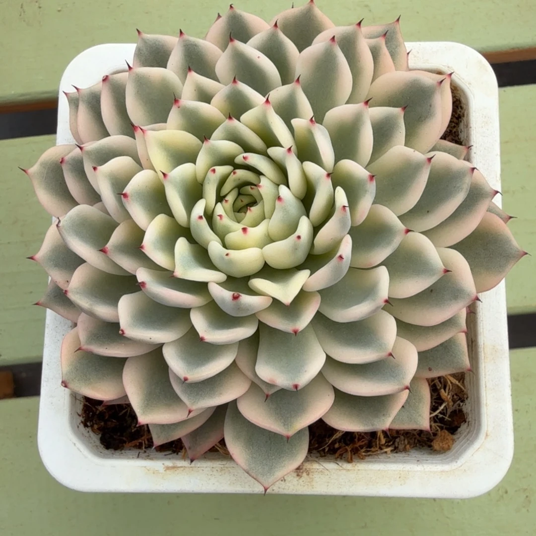 汉堡锦锦上园艺一物一拍