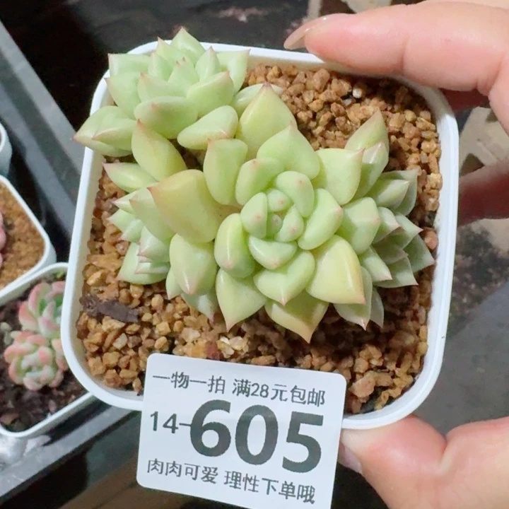 黄金象牙无盆土发货多