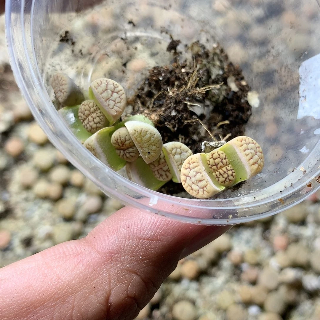 E366多肉植物保护